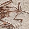 This bat fossil could fill in a piece of the evolutionary puzzle