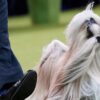 2 Indiana residents chosen to judge 151st Westminster Kennel Club Dog Show